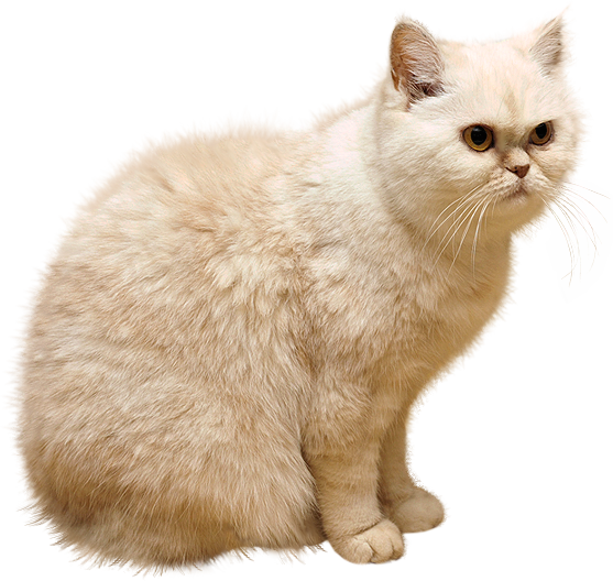 This png image - White Cat PNG Picture, is available for free download