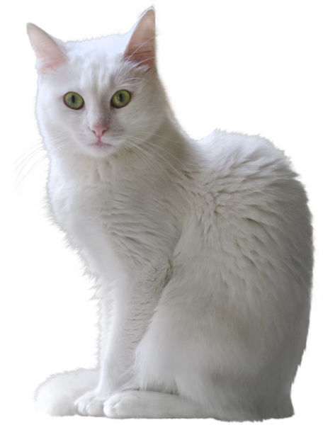 This png image - White Kitten Transparent PNG Clipart, is available for free download