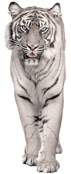 This png image - White Tiger PNG Picture Clipart, is available for free download