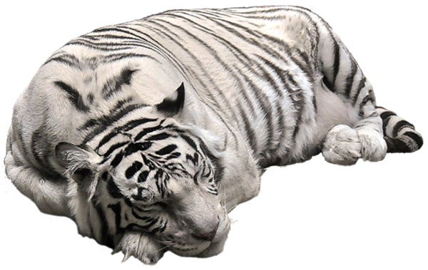 This png image - White Tiger PNG Pictute, is available for free download