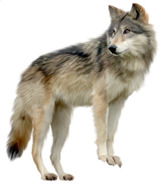 This png image - Wolf Clipart, is available for free download
