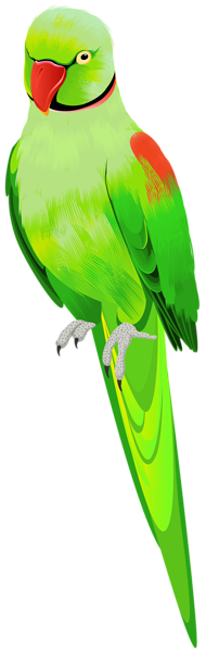 This png image - Alexander Parrot PNG Clip Art Image, is available for free download