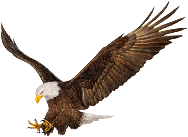This png image - American Eagle PNG Clip Art Image, is available for free download