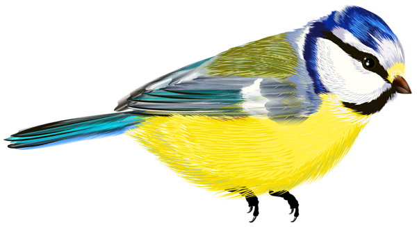This png image - Bird Transparent PNG Clipart, is available for free download