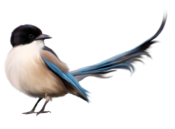 This png image - Bird with Blue Tail PNG Clipart Picture, is available for free download