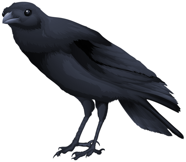 Black Bird PNG Clipart Image | Gallery Yopriceville - High-Quality