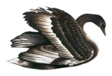 This png image - Black Swan Free Clip-art, is available for free download