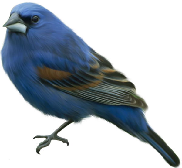 This png image - Blue Bird Clip-art, is available for free download