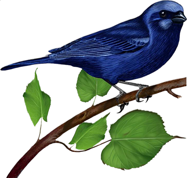 This png image - Blue Bird on Branch, is available for free download