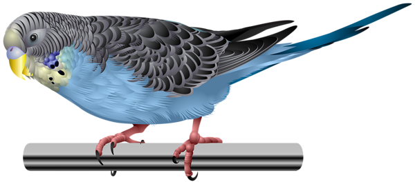 This png image - Blue Budgerigar Parakeet Transparent Image, is available for free download