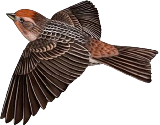 This png image - Brown Bird Free Clipart, is available for free download