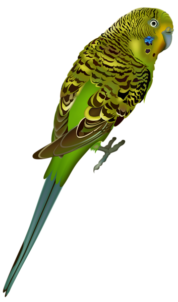 This png image - Budgie Bird PNG Clipart Image, is available for free download