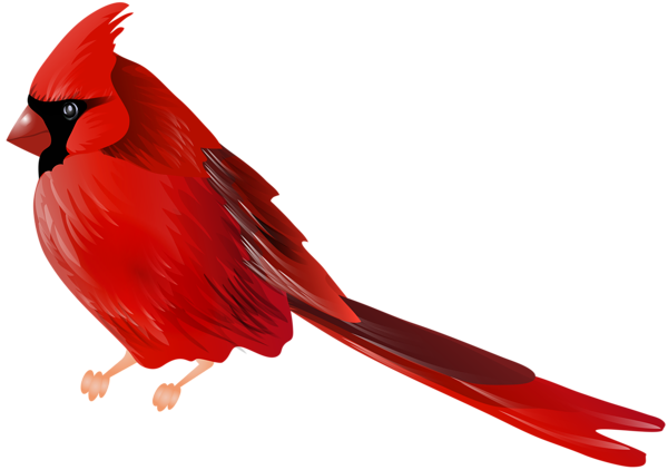 This png image - Cardinal Bird PNG Clip Art, is available for free download