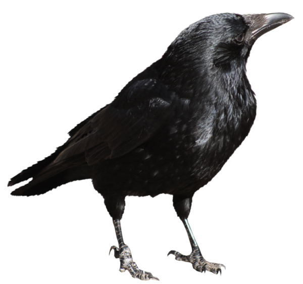 This png image - Crow Transparent PNG Picture, is available for free download