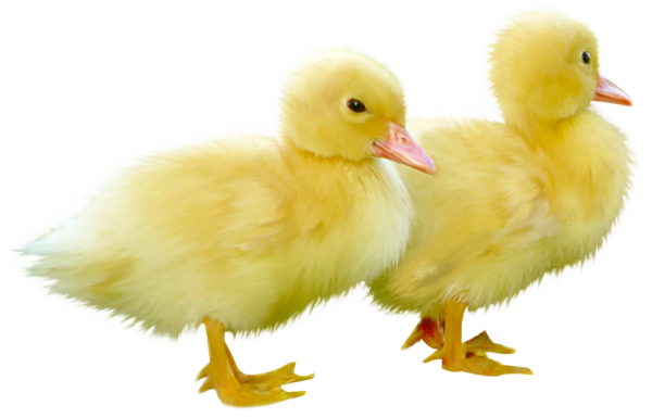 This png image - Cute Little Ducks PNG Clipart Picture, is available for free download