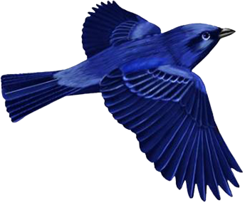 This png image - Dark Blue Bird Clip-art, is available for free download