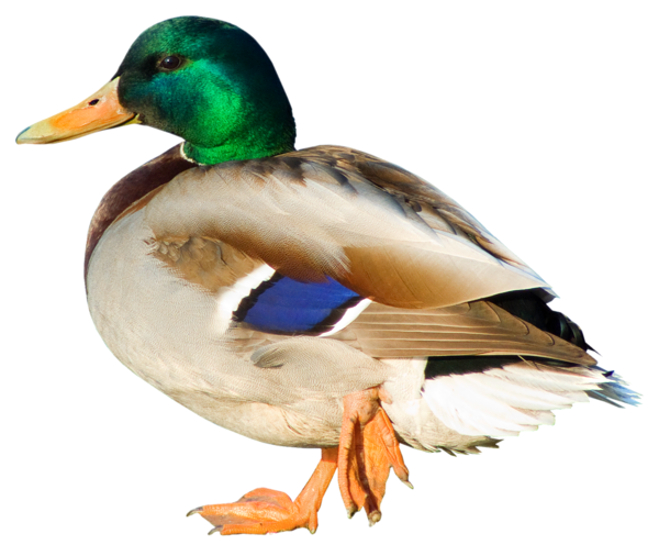 This png image - Duck PNG Picture, is available for free download