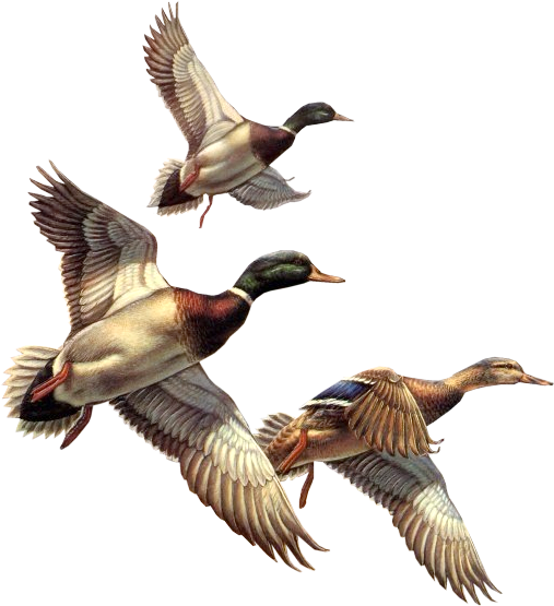 This png image - Ducks Clipart, is available for free download