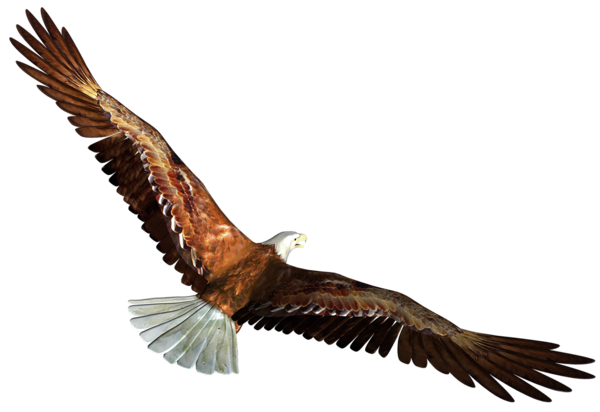 This png image - Eagle in Flight Transparent PNG Picture, is available for free download