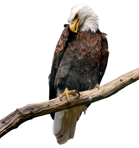 This png image - Eagle on Branch PNG Picture, is available for free download