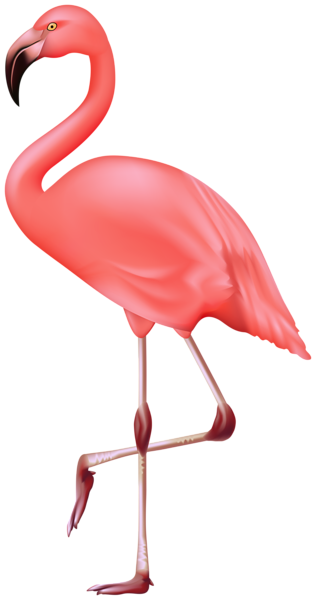 This png image - Flamingo Bird PNG Clipart, is available for free download