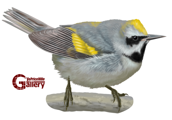 This png image - Golden Winged Warbler Bird Hand Drawn PNG Clipart, is available for free download