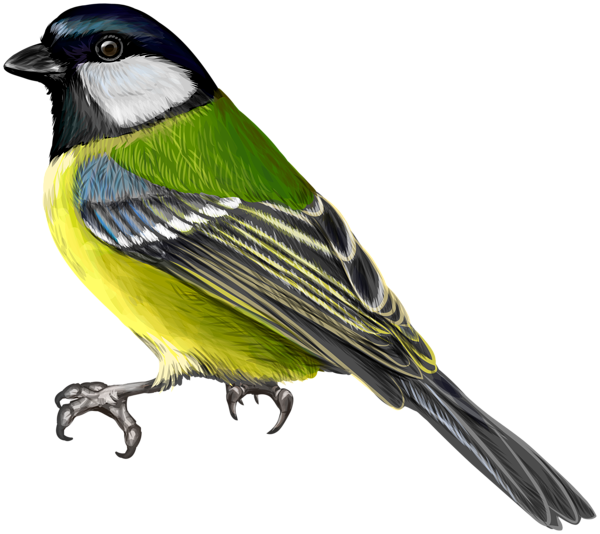 This png image - Great Tit Bird Clipart, is available for free download