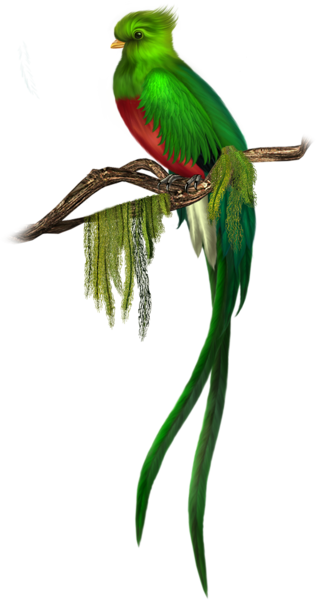 This png image - Green Bird Free Clipart, is available for free download