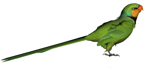 This png image - Green Parrot PNG Clipart Picture, is available for free download