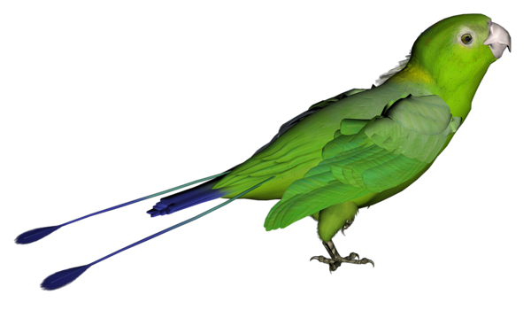 This png image - Green Parrot PNG Picture, is available for free download