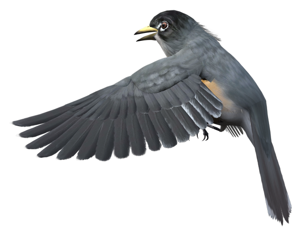 This png image - Grey Bird Free Clipart, is available for free download