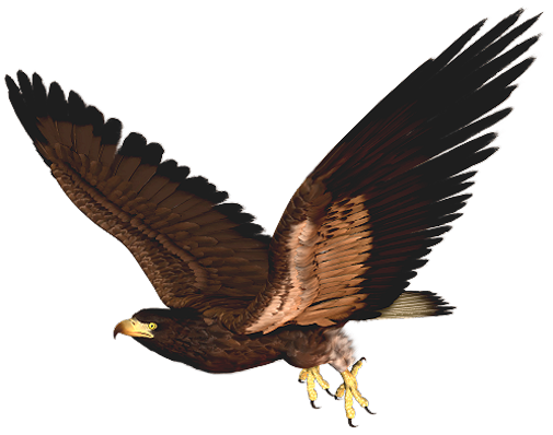 This png image - Hawk PNG Clipart Picture, is available for free download