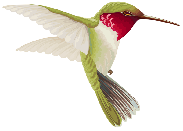 This png image - Humming Bird Transparent Clip Art Image, is available for free download