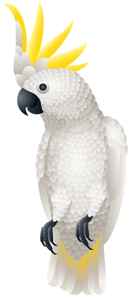 This png image - Kakadu Parrot PNG Clip Art Image, is available for free download