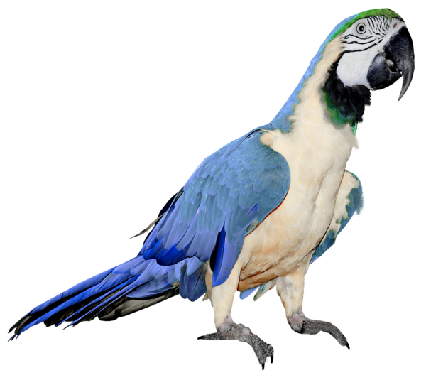 This png image - Large Blue and White Parrot PNG Clipart, is available for free download