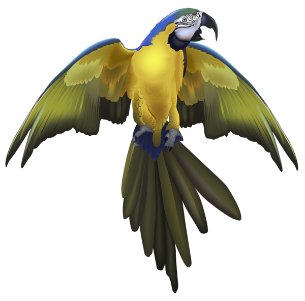 This png image - Large Parrot PNG Clipart Picture, is available for free download