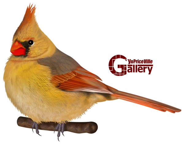 This png image - Northern Cardinal Hand Drawn PNG Clipart, is available for free download