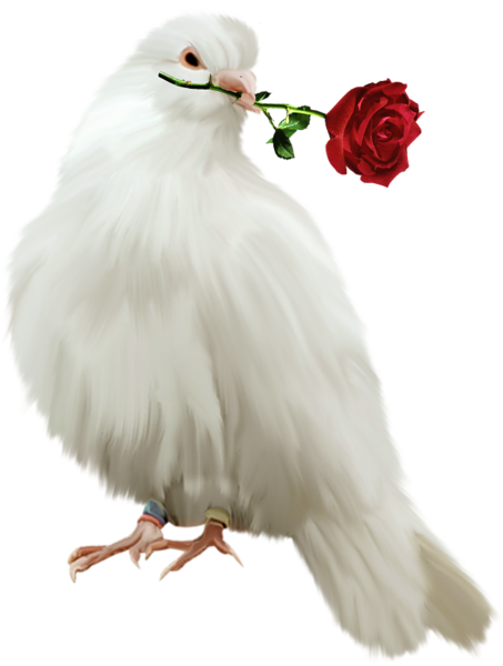 This png image - Painted Dove with Red Rose Free Clipart, is available for free download