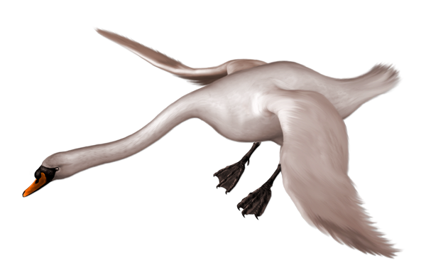This png image - Painted Swan Landing Free Clipart, is available for free download