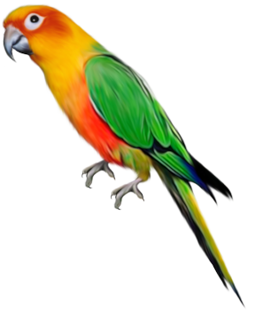 This png image - Parrot Clipart, is available for free download