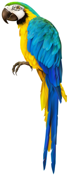This png image - Parrot Transparent Clip Art Image, is available for free download