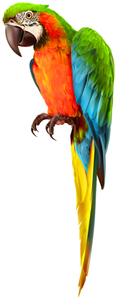 Parrot Transparent Image | Gallery Yopriceville - High-Quality Images