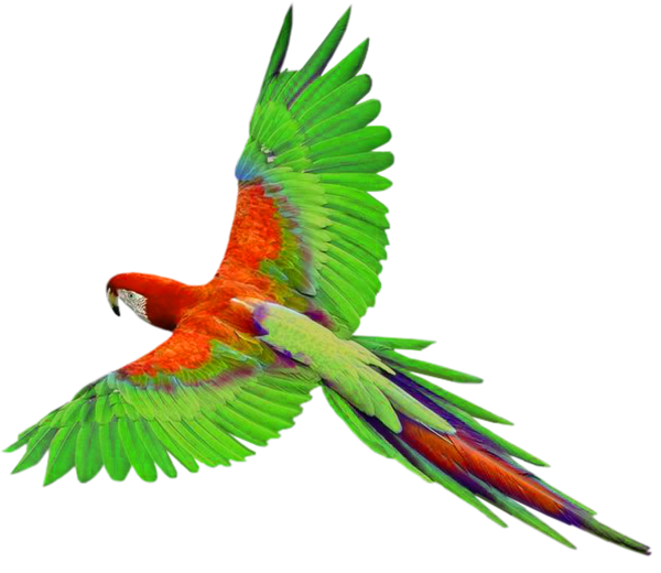 This png image - Parrot in Flight PNG Clipart, is available for free download