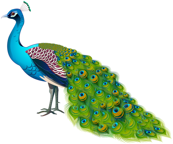 Peacock Transparent Image | Gallery Yopriceville - High-Quality Free ...