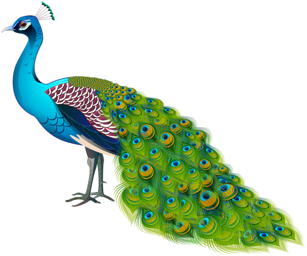 This png image - Peacock Transparent Image, is available for free download