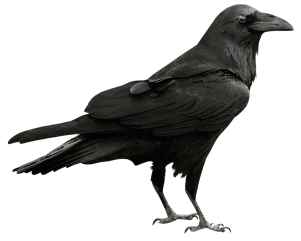 This png image - Raven Transparent PNG Picture, is available for free download