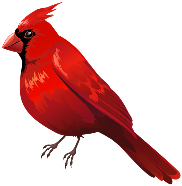 This png image - Red Cardinal Bird PNG Clipart, is available for free download