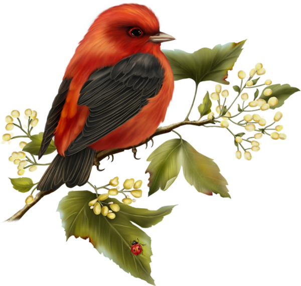 This png image - Red and Black Bird Free Clipart, is available for free download