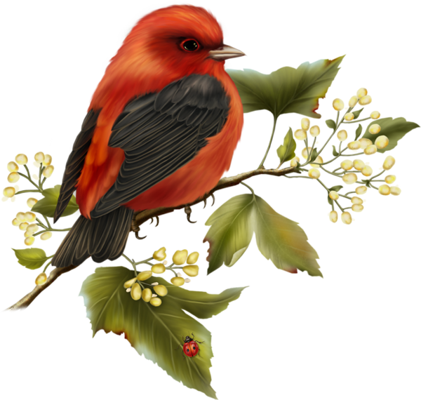 Red and Black Bird Free Clipart | Gallery Yopriceville - High-Quality