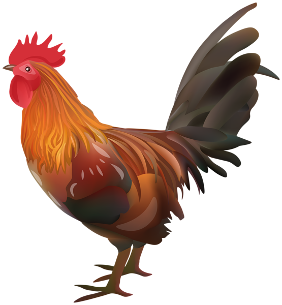 Rooster Chicken Transparent Image | Gallery Yopriceville - High-Quality
